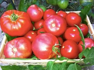 Bulgarian Tomates