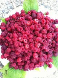 Viennese Raspberries