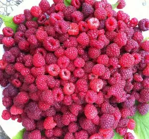 Raspberry in Vienna