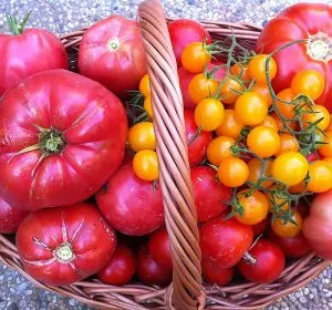 Best Tomatoes